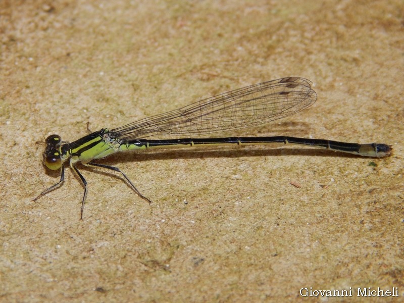 Aiuto ID: Ischnura elegans femmina f. infuscans